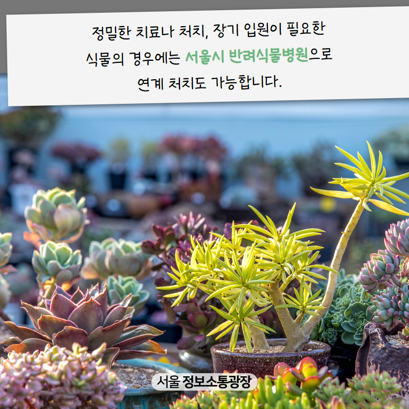 정밀한 치료나 처치, 장기 입원이 필요한 식물의 경우에는 서울시 반려식물병원으로 연계 처치도 가능합니다.