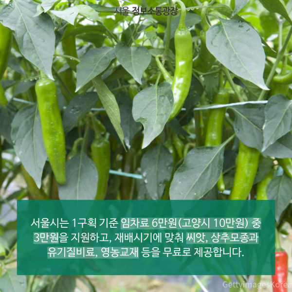 서울시는 1구획 기준 임차료 6만원(고양시 10만원) 중 3만원을 지원하고, 재배시기에 맞춰 씨앗, 상추모종과 유기질비료, 영농교재 등을 무료로 제공합니다.