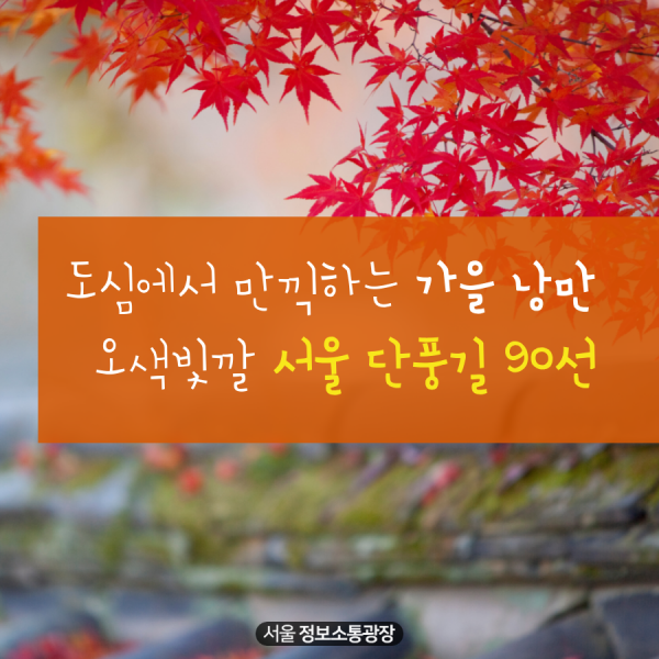 도심에서 만끽하는 가을 낭만 오색빛깔 서울 단풍길 90선