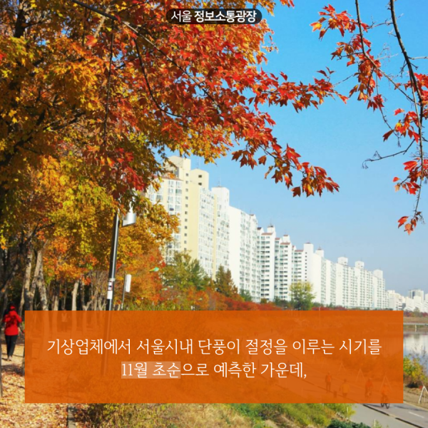 기상업체에서 서울시내 단풍이 절정을 이루는 시기를 11월 초순으로 예측한 가운데,
