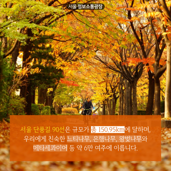 서울 단풍길 90선은 규모가 총 150.95km에 달하며, 우리에게 친숙한 느티나무, 은행나무, 왕벚나무와 메타세콰이어 등 약 6만 여주에 이릅니다.