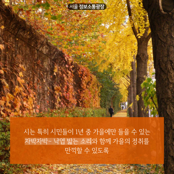 시는 특히 시민들이 1년 중 가을에만 들을 수 있는 자박자박~ 낙엽 밟는 소리와 함께 가을의 정취를 만끽할 수 있도록