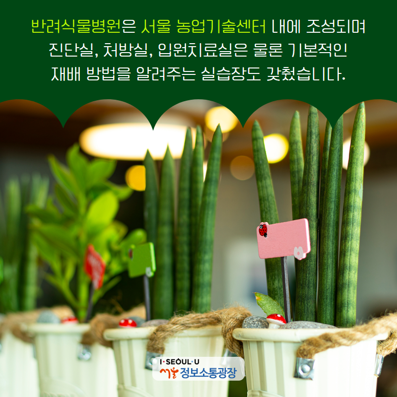 반려식물병원은 서울 농업기술센터 내에 조성되며 진단실, 처방실, 입원치료실은 물론 기본적인 재배 방법을 알려주는 실습장도 갖췄습니다.