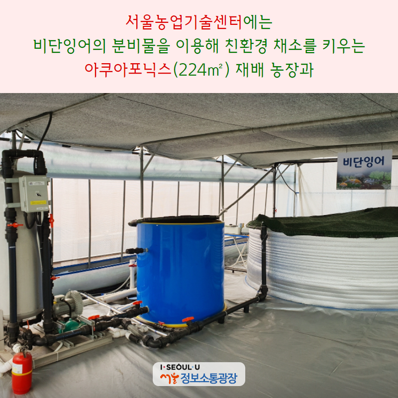 ‘서울농업기술센터’에는 비단잉어의 분비물을 이용해 친환경 채소를 키우는 아쿠아포닉스(224㎡) 재배 농장과
