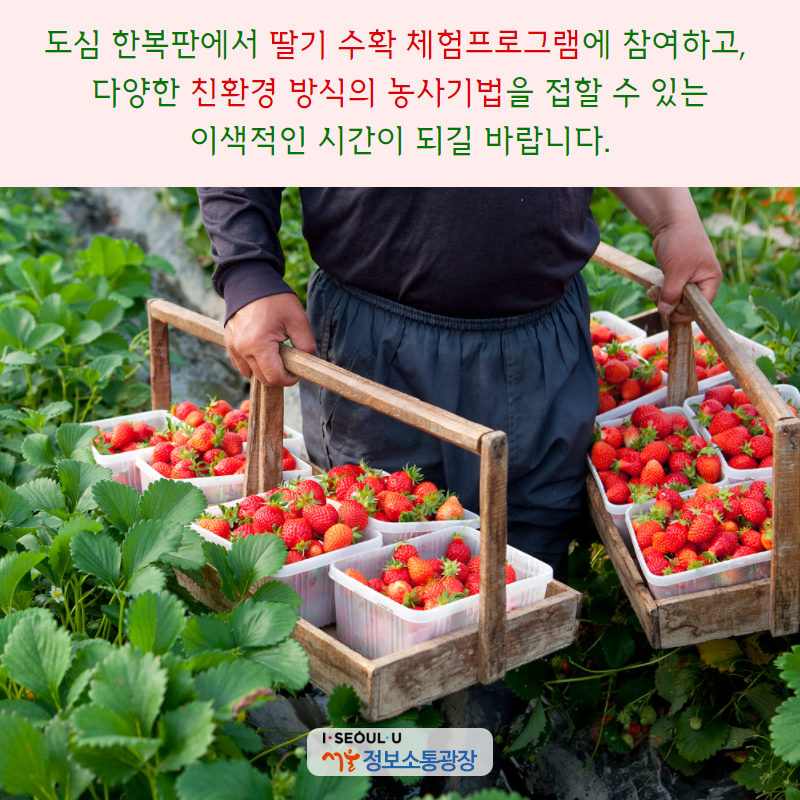 도심 한복판에서 딸기 수확 체험프로그램에 참여하고, 다양한 친환경 방식의 농사기법을 접할 수 있는 이색적인 시간이 되길 바랍니다.