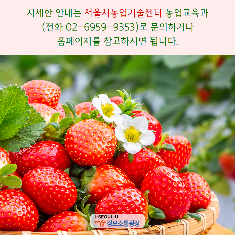 자세한 안내는 서울시농업기술센터 농업교육과(전화 02-6959-9353)로 문의하거나 홈페이지를 참고하시면 됩니다.