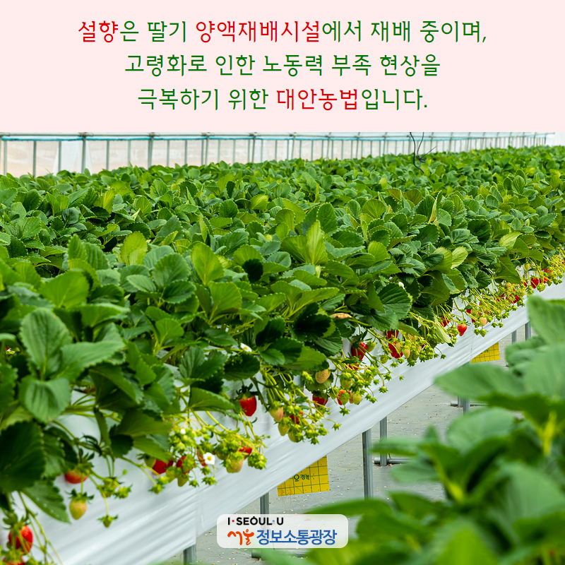 ‘설향’은 딸기 양액재배시설에서 재배 중이며, 고령화로 인한 노동력 부족 현상을 극복하기 위한 대안농법입니다.