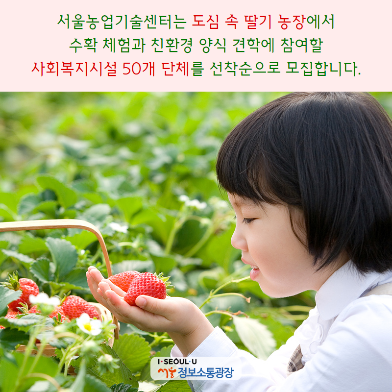 서울농업기술센터는 도심 속 딸기 농장에서 수확 체험과 친환경 양식 견학에 참여할 사회복지시설 50개 단체를 선착순으로 모집합니다.