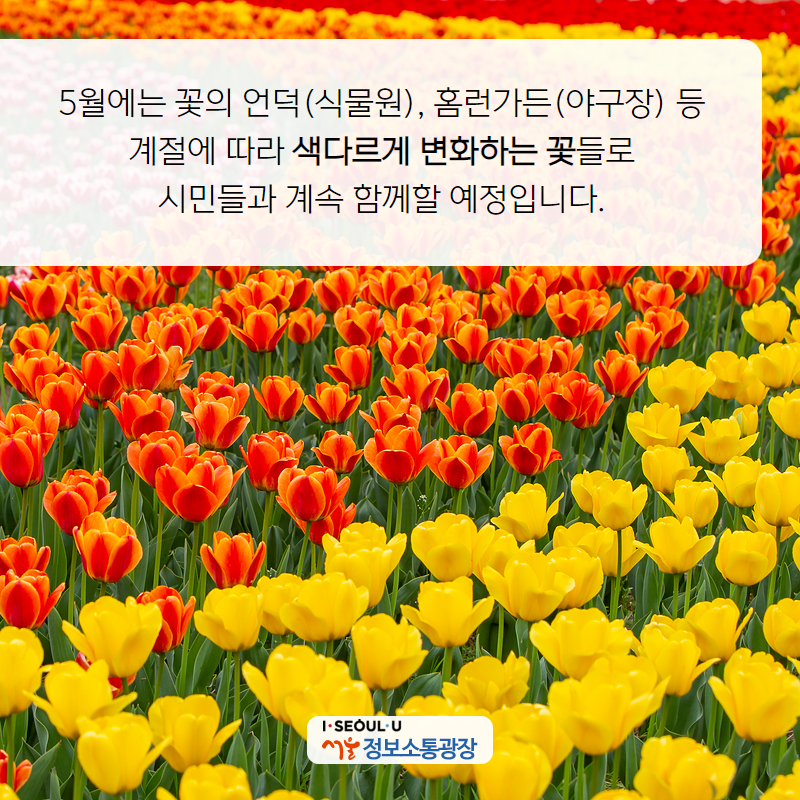 5월에는 꽃의 언덕(식물원), 홈런가든(야구장) 등 계절에 따라 색다르게 변화하는 꽃들로 시민들과 계속 함께할 예정입니다.