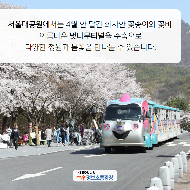 서울대공원에서는 4월 한 달간 화사한 꽃송이와 꽃비, 아름다운 벚나무터널을 주축으로 다양한 정원과 봄꽃을 만나볼 수 있습니다.