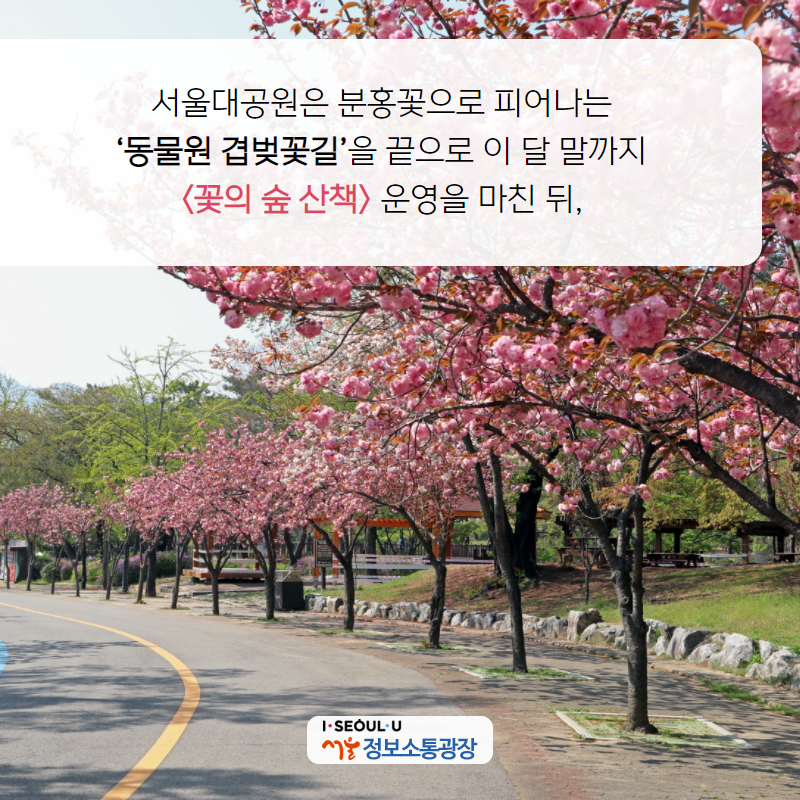 서울대공원은 분홍꽃으로 피어나는 ‘동물원 겹벚꽃길’을 끝으로 이 달 말까지 <꽃의 숲 산책> 운영을 마친 뒤,