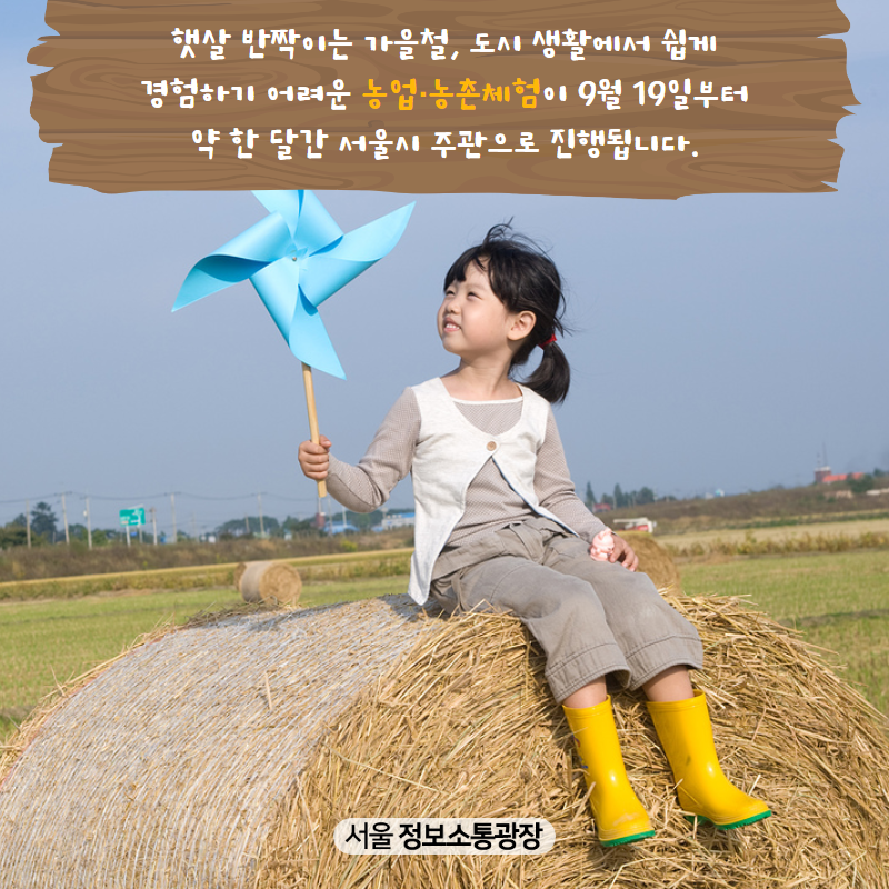 햇살 반짝이는 가을철, 도시 생활에서 쉽게 경험하기 어려운 농업·농촌체험이 9월 19일부터 약 한 달간 서울시 주관으로 진행됩니다.