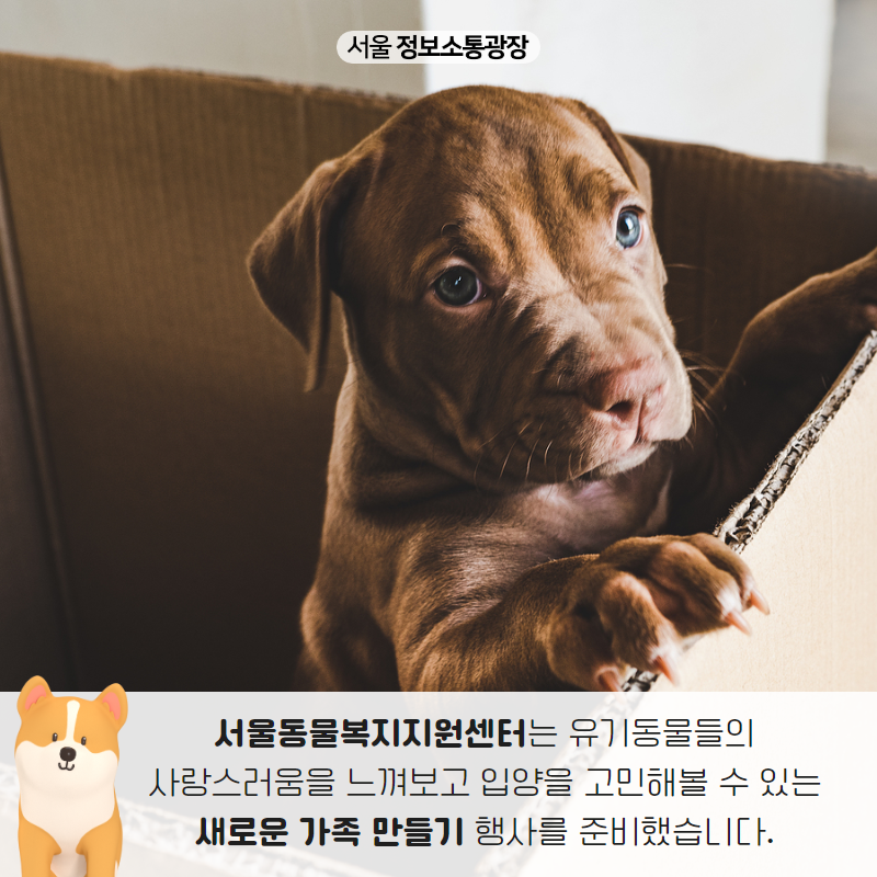 서울동물복지지원센터는 유기동물들의 사랑스러움을 느껴보고 입양을 고민해볼 수 있는 새로운 가족 만들기 행사를 준비했습니다.