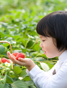 [카드뉴스] 친환경농법으로 키운 우리딸기 ‘설향’수확체험에 참여하세요 