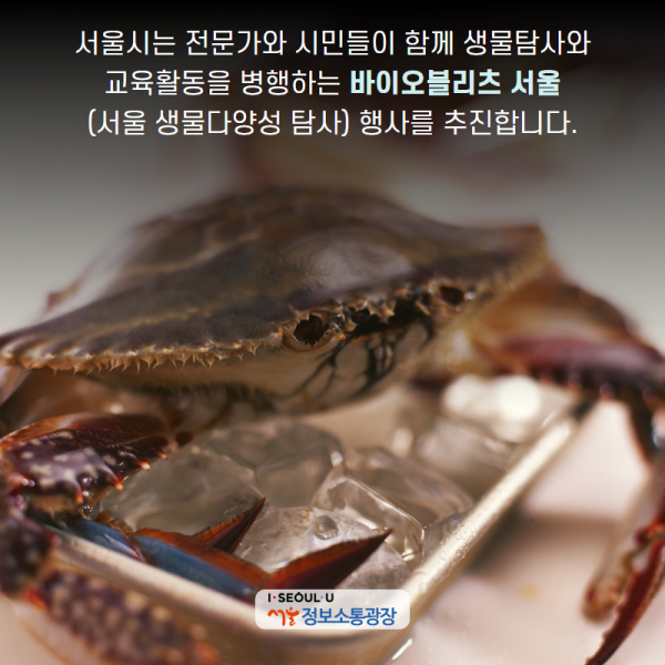 서울시는 전문가와 시민들이 함께 생물탐사와 교육활동을 병행하는 ‘바이오블리츠 서울(서울 생물다양성 탐사)’ 행사를 추진합니다.
