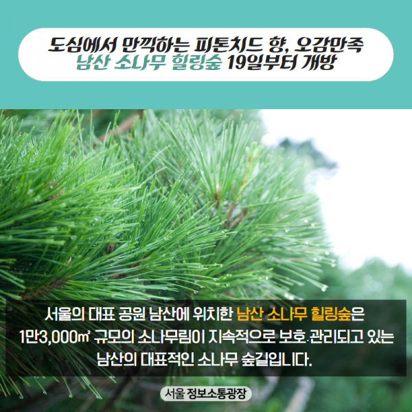 도심에서 만끽하는 피톤치드 향, 오감만족. 남산 소나무 힐링숲 19일부터 개방. 서울의 대표 공원 남산에 위치한 남산 소나무 힐링숲은 1만3,000㎡ 규모의 소나무림이 지속적으로 보호․관리되고 있는 남산의 대표적인 소나무 숲길입니다. 