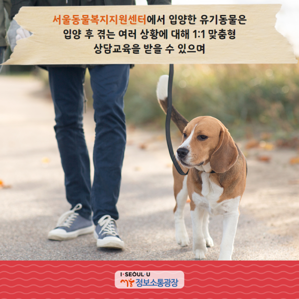 서울동물복지지원센터에서 입양한 유기동물은 입양 후 겪는 여러 상황에 대해 1:1 맞춤형 상담교육을 받을 수 있으며