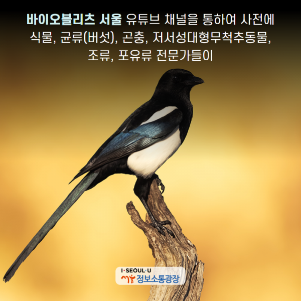 ‘바이오블리츠 서울’ 유튜브 채널을 통하여 사전에 식물, 균류(버섯), 곤충, 저서성대형무척추동물, 조류, 포유류 전문가들이