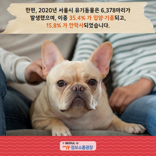 한편, 2020년 서울시 유기동물은 6,378마리가 발생했으며, 이중 35.4% 가 입양·기증되고, 15.8% 가 안락사되었습니다.