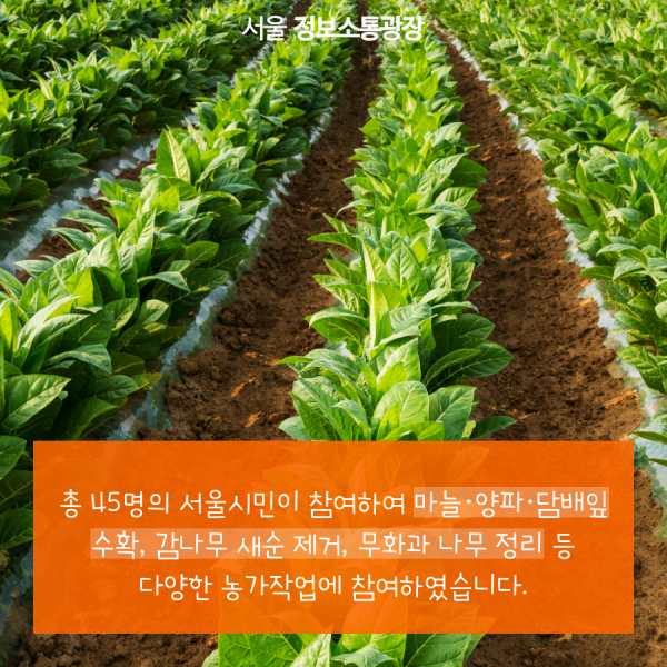 총 45명의 서울시민이 참여하여 마늘·양파·담배잎 수확, 감나무 새순 제거, 무화과 나무 정리 등 다양한 농가작업에 참여하였습니다.
