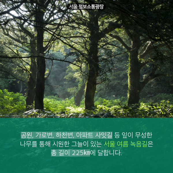 공원, 가로변, 하천변, 아파트 사잇길 등 잎이 무성한 나무를 통해 시원한 그늘이 있는 서울 여름 녹음길은 총 길이 225㎞에 달합니다.